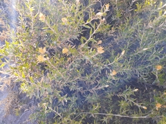 Chuquiraga avellanedae