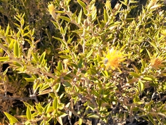 Chuquiraga avellanedae