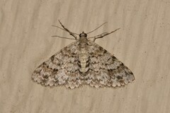 Myrioblephara desumpta