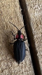 Pyractonema