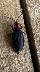 Pyractonema