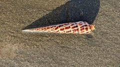 Terebra robusta