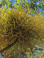 Misodendrum punctulatum