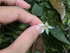 Lycianthes lysimachioides