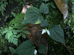 Lycianthes lysimachioides