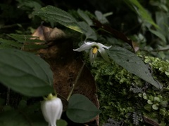 Lycianthes lysimachioides