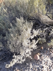 Atriplex lampa