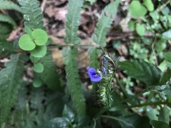 Rungia taiwanensis