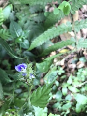 Rungia taiwanensis