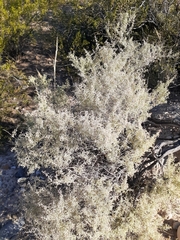 Atriplex lampa