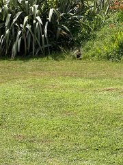 Gallirallus australis