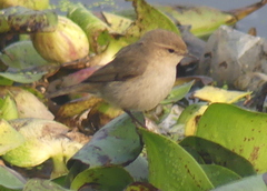 Phylloscopus