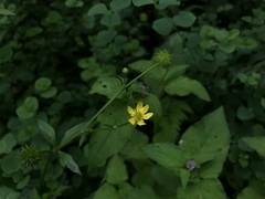 Ranunculus silerifolius