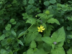 Ranunculus silerifolius