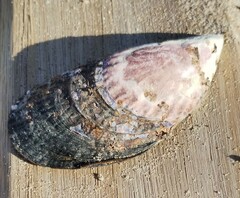 Mollusca