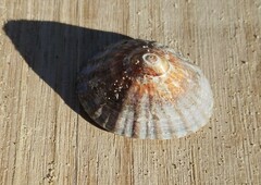 Mollusca