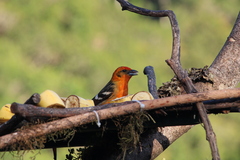 Piranga bidentata