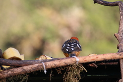 Piranga bidentata