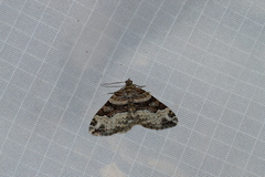 Xanthorhoe lacustrata