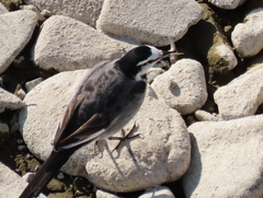 Motacilla alba lugens