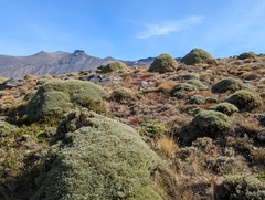 Anarthrophyllum desideratum