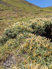 Anarthrophyllum desideratum