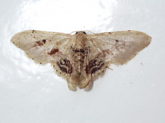 Idaea elata
