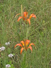 Lilium catesbaei