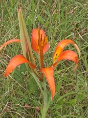 Lilium catesbaei