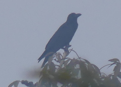 Corvus macrorhynchos