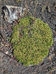 Azorella monantha