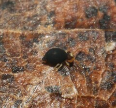 Sminthurinus minutus