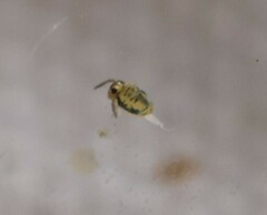 Sminthurinus henshawi