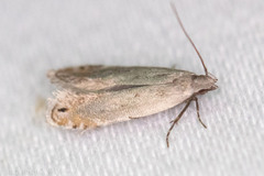 Battaristis nigratomella