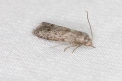 Hypatopa punctiferella