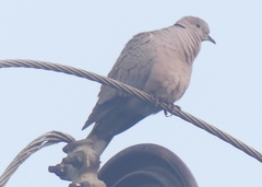 Streptopelia decaocto