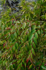 Gaultheria leucocarpa