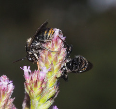 Lipotriches australica