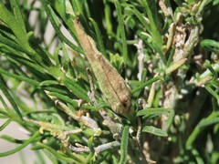 Asteromyia chrysothamni