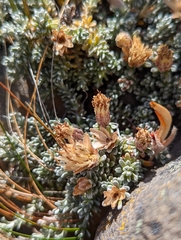 Nardophyllum bryoides