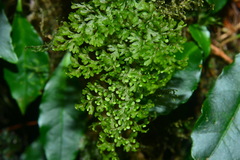 Hymenophyllum fujisanense