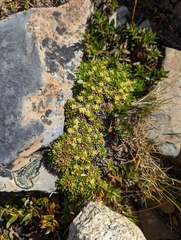 Azorella monantha