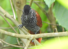 Thamnophilus palliatus