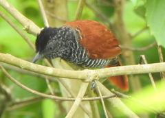 Thamnophilus palliatus