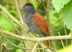 Thamnophilus palliatus