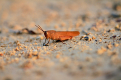 Goniaea australasiae