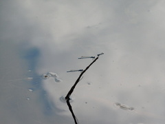 Pachydiplax longipennis