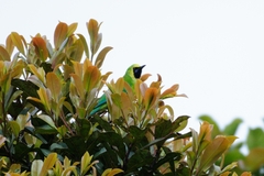 Chloropsis kinabaluensis