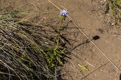 Perezia pedicularidifolia