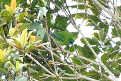 Chloropsis kinabaluensis
